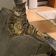 Missy Mae joined the competition — help win amazing prizes! cat, tabby, feline, pet, indoor, couch, living_room, relaxed, sleepy, fur, striped, wooden_floor, rug, home, cozy, animal, resting, comfort, gray, domestic