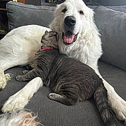 Aspen is registered to the contest to win money with this photo: dog, cat, couch, indoor, pet, snuggling, cozy, furniture, smiling_dog, tabby_cat, white_dog, gray_cat, relaxed, friendly, animal, household, living_room, pet_collar, fur, companion