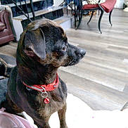 Sassy joined the competition — help win amazing prizes! bell, brown_coat, chair, closeup, dog, domestic_interior, foot, furniture, hardwood_floor, indoors, lap, living_room, looking_away, pet, portrait, red_collar, sandal, side_profile, small_dog, sofa