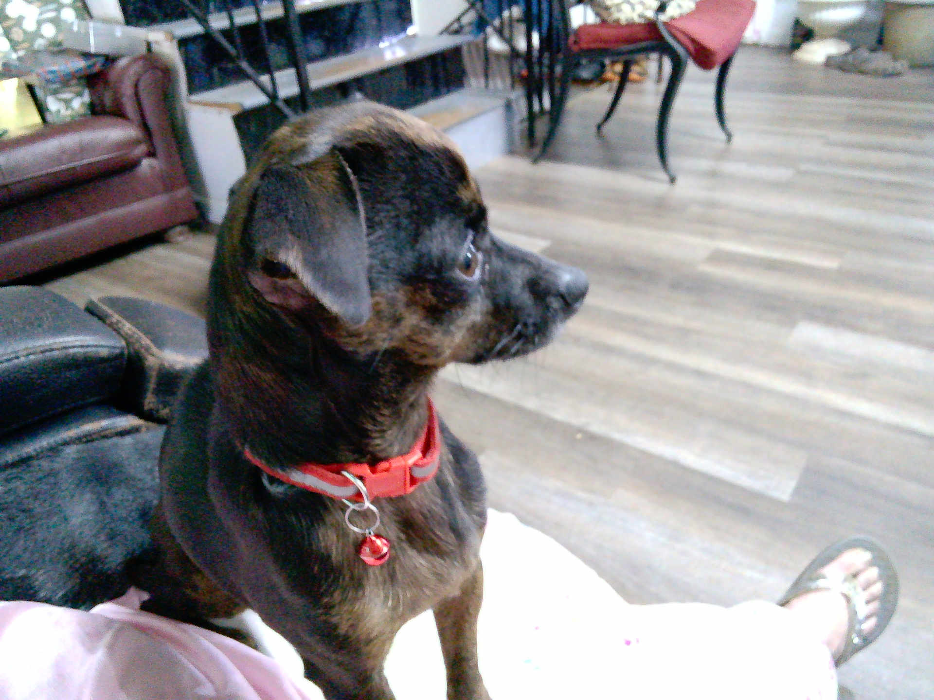 Sassy joined the competition — help win amazing prizes! bell, brown_coat, chair, closeup, dog, domestic_interior, foot, furniture, hardwood_floor, indoors, lap, living_room, looking_away, pet, portrait, red_collar, sandal, side_profile, small_dog, sofa