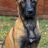 dog, puppy, belgian_malinois, outdoor, grass, fence, ears, alert, brown, black, animal, pet, portrait, sitting, young, canine, fur, nature, background_blur, social_media_overlay
