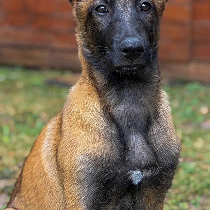 Bonnie