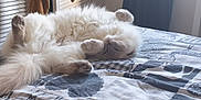 Floki is registered to the contest to win money with this photo: cat, fluffy, bed, bedspread, indoor, relaxed, animal, pet, feline, lying_down, soft_light, window, cozy, fur, paws, resting, home, pattern, curious, tail
