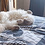 cat, fluffy, bed, bedspread, indoor, relaxed, animal, pet, feline, lying_down, soft_light, window, cozy, fur, paws, resting, home, pattern, curious, tail