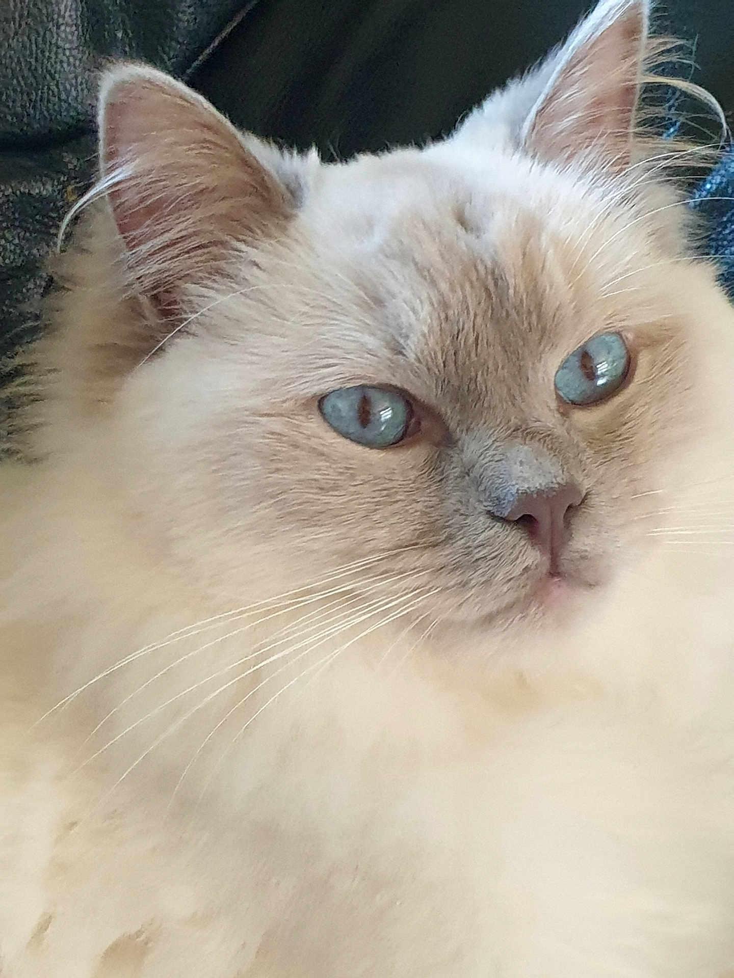 Floki