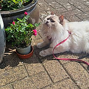 Floki is registered to the contest to win money with this photo: cat, fluffy, white_cat, pink_harness, leash, potted_plant, rose_bush, pink_rose, flower, brick_patio, outdoor, sunlight, garden, greenery, pet, animal, relaxing, nature, daytime, closeup