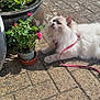 cat, fluffy, white_cat, pink_harness, leash, potted_plant, rose_bush, pink_rose, flower, brick_patio, outdoor, sunlight, garden, greenery, pet, animal, relaxing, nature, daytime, closeup