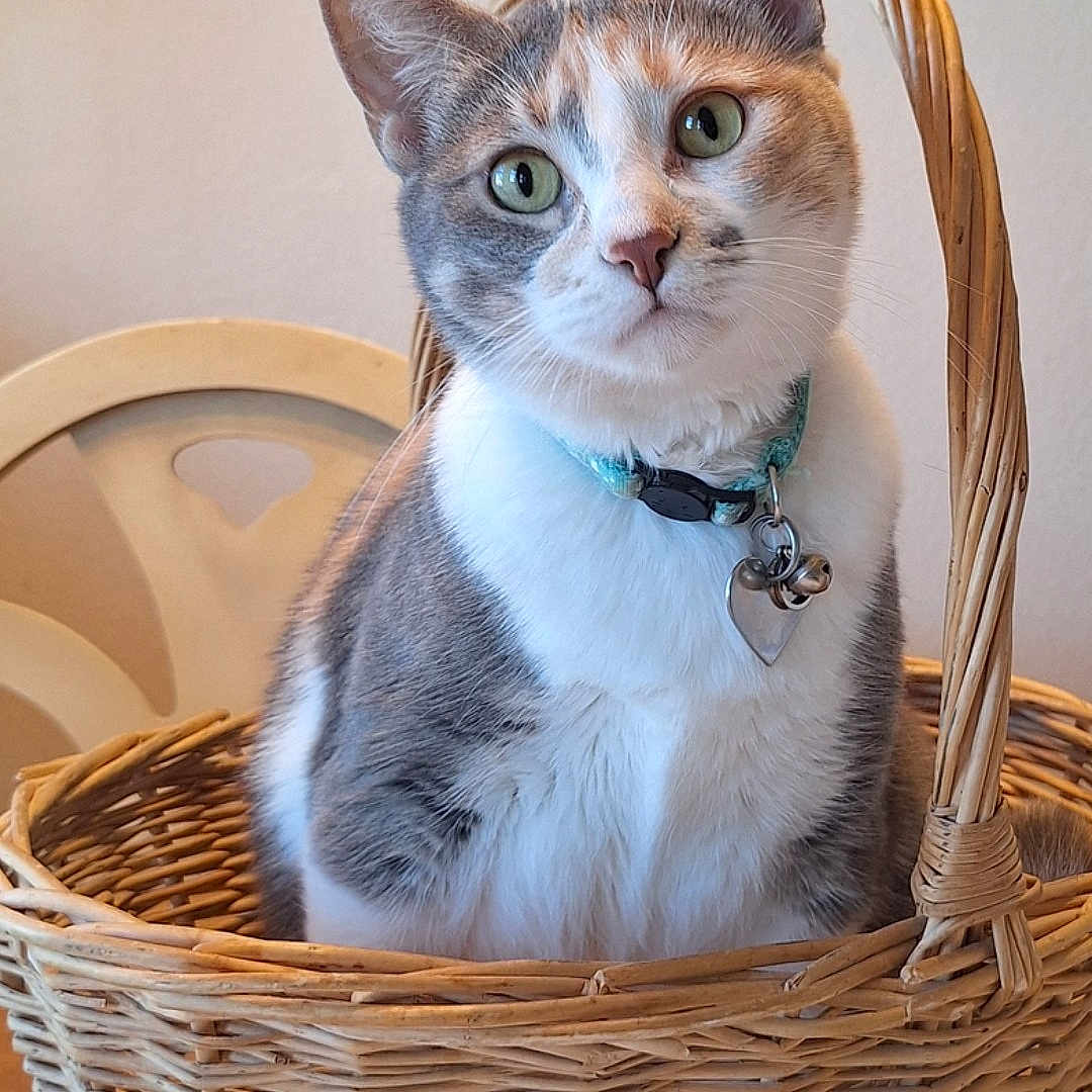 Anastasia