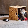 Anastasia is registered to the contest to win money with this photo: cat, pet, animal, feline, white_cat, gray_cat, cardboard_box, cat_house, toy, plush_toy, mouse_toy, indoor, carpet, home, playful, sitting, looking_at_camera, hideout, colorful_objects, portrait