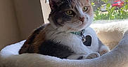 Anastasia joined the competition — help win amazing prizes! cat, calico_cat, pet, feline, window, window_hammock, plush_bed, collar, heart_tag, green_eyes, whiskers, fur, indoor, sunlight, backyard, trees, house, relaxed, sitting, portrait