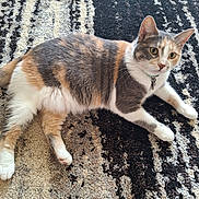 Anastasia joined the competition — help win amazing prizes! cat, calico_cat, pet, feline, animal, lying_down, sprawling, fur, whiskers, ears, eyes, collar, tag, rug, carpet, indoor, home, portrait, relaxed, cute