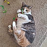 Anastasia joined the competition — help win amazing prizes! cat, calico_cat, pet, animal, feline, carpet, indoor, lying_down, playing, cat_toy, feathers, colorful, green, yellow, purple, red, white, gray, orange, whiskers