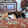 cat, calico_cat, pet, feline, animal, lying_down, indoors, living_room, rug, wooden_cabinet, christmas_tree, holiday_decorations, ornaments, collar, green_eyes, whiskers, fur, black_white_orange, portrait, home_decor