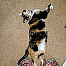 calico_cat, cat, pet, feline, animal, carpet, indoor, home, lying_down, upside_down, raised_paws, green_eyes, collar, floral_fabric, human_legs, playful, funny_pose, portrait, photography, colorful