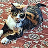 cat, calico_cat, pet, feline, animal, lying_down, portrait, green_eyes, whiskers, collar, tag, paws, tail, fur, tricolor, rug, carpet, indoors, toy, chair_leg