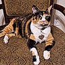 cat, calico_cat, feline, pet, animal, sitting, lying_down, portrait, collar, heart_tag, green_eyes, whiskers, ears, paws, fur, orange_fur, black_fur, white_fur, chair, indoor