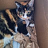 Phobee joined the competition — help win amazing prizes! cat, calico_cat, feline, animal, pet, whiskers, green_eyes, ears, fur, tricolor, black_fur, orange_fur, white_fur, cardboard_box, packing_paper, indoors, sitting, lying_down, portrait, close_up