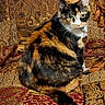 Phobee joined the competition — help win amazing prizes! cat, calico_cat, pet, animal, sitting, portrait, fur, whiskers, ears, eyes, tail, collar, indoors, couch, upholstery, paisley, ornate, vintage, home, photography