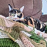 cat, calico_cat, pet, animal, green_eyes, whiskers, ears, fur, tricolor, lying_down, lounging, blanket, crochet, recliner, chair, indoor, cozy, portrait, close_up, home_decor