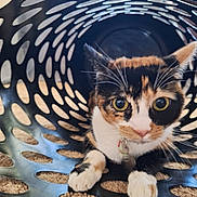 Phobee joined the competition — help win amazing prizes! cat, calico_cat, pet, animal, feline, whiskers, green_eyes, wide_eyed, curious, sitting, paws, fur, tri_color, indoor, laundry_basket, plastic_basket, close_up, portrait, blue, carpet