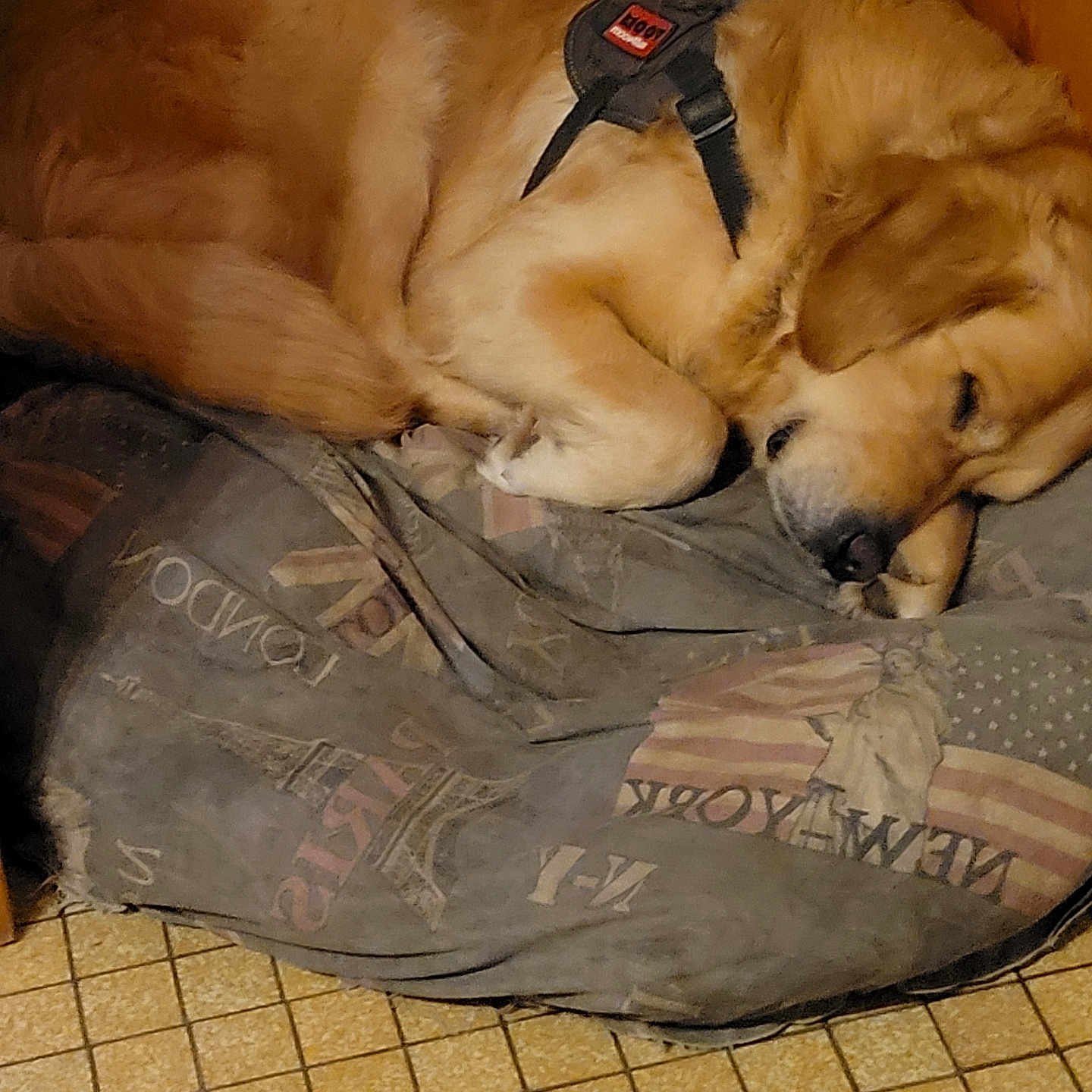 Bebe Sam participe au concours pour gagner de l'argent avec cette photo : bed, brown, canine, comfort, cozy, dog, dog_bed, domestic_animal, floor, fur, golden_retriever, harness, indoor, pet, quiet, relaxation, resting, sleeping, tiled_floor, wooden_wall