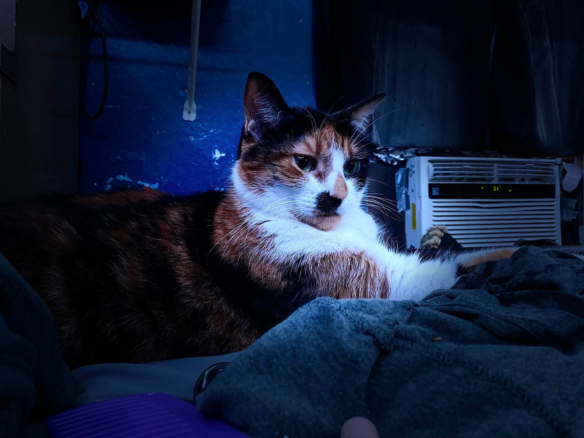 Beast is registered to the contest to win money with this photo: carnivore, cat, comfort, darkness, domestic_short_haired_cat, electric_blue, felidae, fur, grass, grey, lap, plant, sitting, small_to_medium_sized_cats, snout, tail, tints_and_shades, whiskers, window, windshield