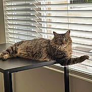Darling joined the competition — help win amazing prizes! cat, tabby, fur, green_eyes, table, window, blinds, indoor, pet, animal, relaxed, curious, light, shadow, furniture, cozy, resting, domestic_cat, whiskers, paw