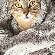 Adams participe au concours pour gagner de l'argent avec cette photo : animal, blanket, cat, cozy, cute, domestic_animal, ears, eyes, feline, fur, indoor, pet, portrait, resting, snuggled, soft, tabby, texture, warm, whiskers