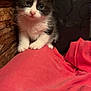 kitten, cat, black_and_white, feline, curious, sitting, young, pet, fur, whiskers, indoor, wood, red_fabric, cute, animal, small, closeup, portrait, domestic_cat, soft