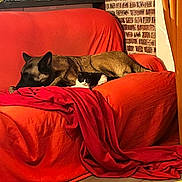 Arry participe au concours pour gagner de l'argent avec cette photo : dog, cat, couch, blanket, orange, red, brick_wall, indoor, pet, animal, relaxing, cozy, furniture, floor, tile_floor, small_cat, large_dog, resting, companion, domestic