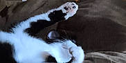 Flash joined the competition — help win amazing prizes! cat, black_and_white_cat, paw, couch, brown_couch, furniture, indoor, pet, relaxed, animal, whiskers, fur, sleeping, resting, cozy, domestic_animal, home, paw_up, close_up, mammal