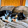 Flash is registered to the contest to win money with this photo: cat, black_and_white, sleeping, couch, furniture, indoor, pet, cozy, relaxation, paw, whiskers, fur, domestic_animal, resting, cute, animal, home, soft, comfort, nap