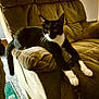 Flash joined the competition — help win amazing prizes! cat, black_and_white, animal, pet, feline, indoor, armchair, furniture, relaxed, lounging, paw, whiskers, closeup, cozy, carpet, notebook, home, resting, cute, domestic