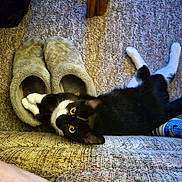 Flash is registered to the contest to win money with this photo: cat, black_and_white_cat, slippers, carpet, indoor, pet, cozy, feline, curious, playful, eyes, paw, floor, texture, resting, home, animal, cute, relaxing, lying_down