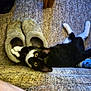 animal, black_and_white_cat, carpet, cat, cozy, curious, cute, eyes, feline, floor, home, indoor, lying_down, paw, pet, playful, relaxing, resting, slippers, texture