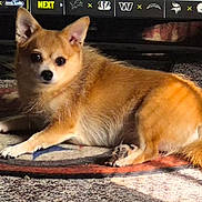 Gracie joined the competition — help win amazing prizes! animal, brown_fur, carpet, chihuahua, companion, cute, dog, domestic_animal, home_interior, indoor, looking_at_camera, lying_down, pet, relaxed, rug, shadow, small_dog, sports_logos, television, white_paws