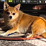 animal, brown_fur, carpet, chihuahua, companion, cute, dog, domestic_animal, home_interior, indoor, looking_at_camera, lying_down, pet, relaxed, rug, shadow, small_dog, sports_logos, television, white_paws