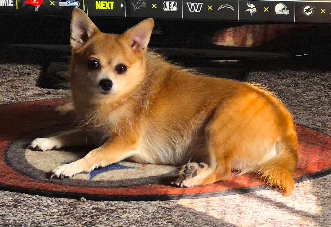Gracie