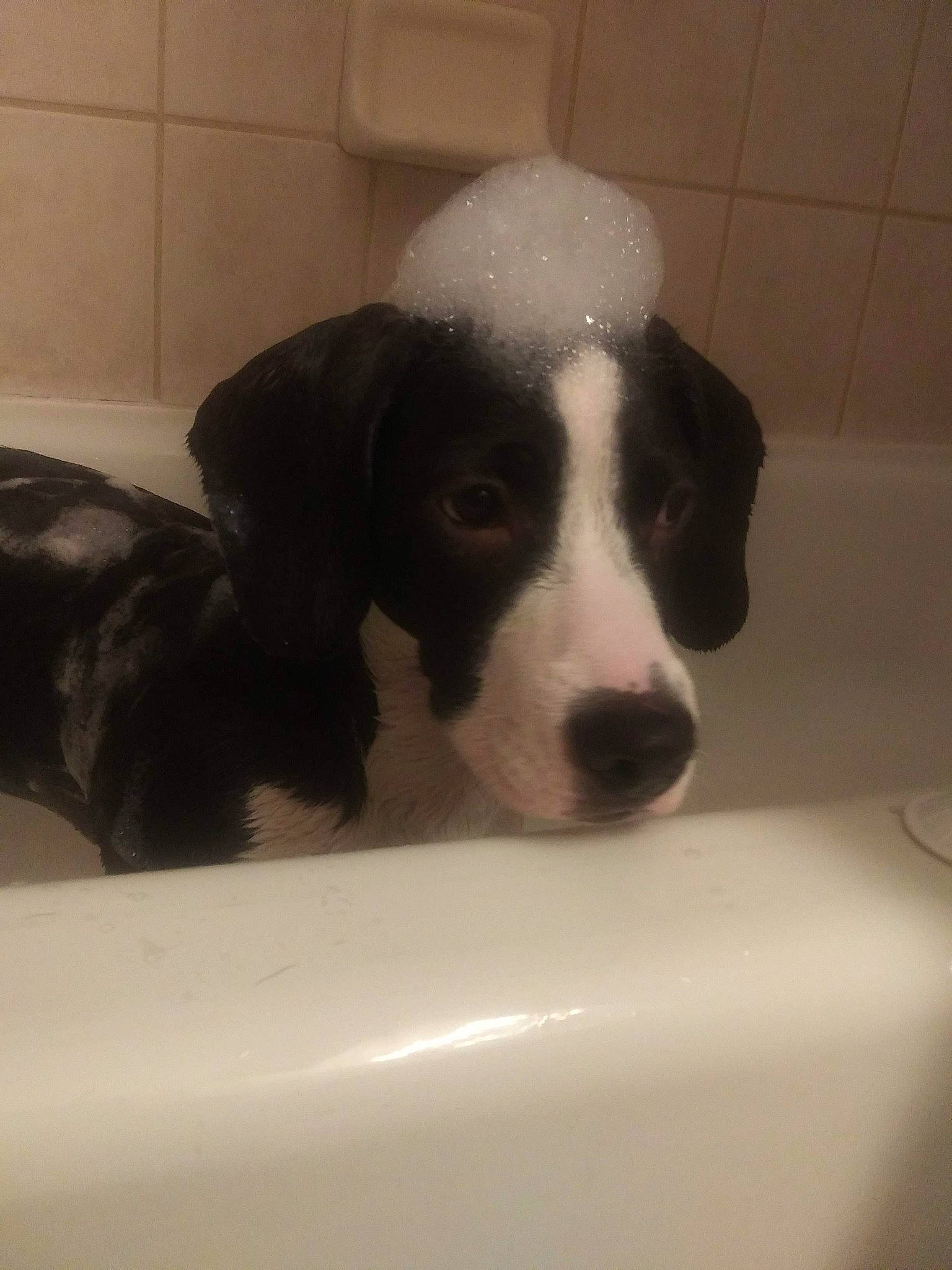 Bowser joined the competition — help win amazing prizes! bathtub, bored, canidae, carnivore, companion_dog, dog, dog_breed, flooring, fur, gun_dog, pet_supply, snout, sporting_group, terrestrial_animal, vertebrate, working_animal