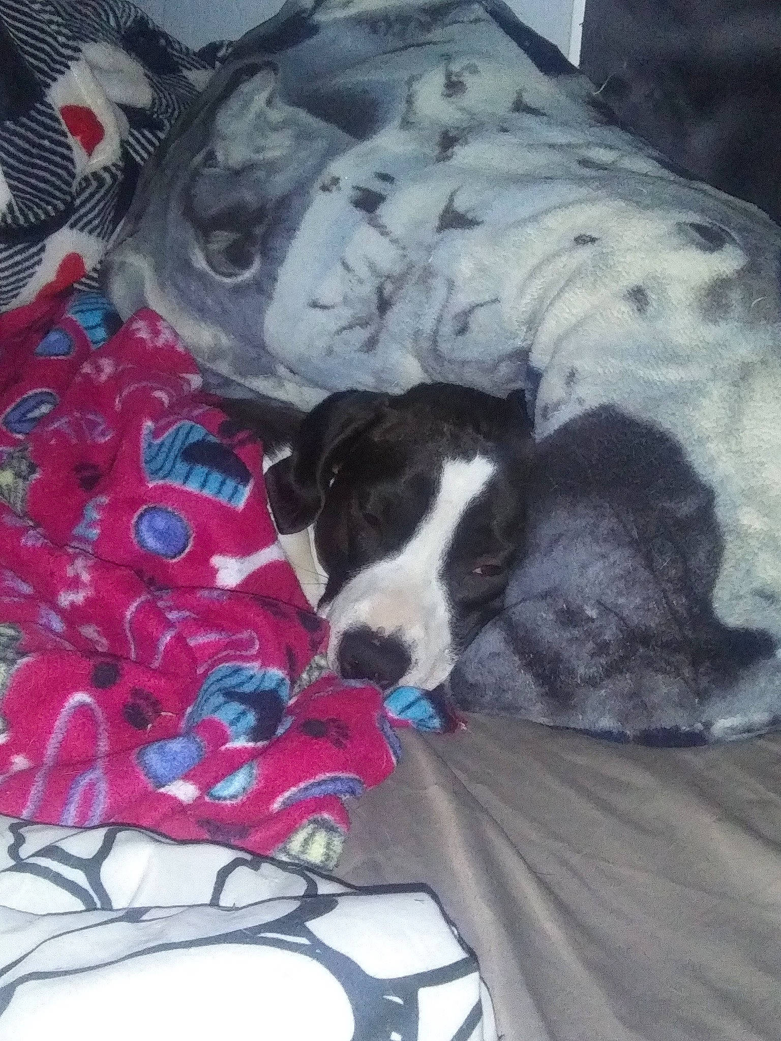 Bowser is registered to the contest to win money with this photo: bag, bed, bed_sheet, bedding, canidae, carmine, carnivore, comfort, companion_dog, dog, dog_breed, dog_supply, fur, linens, luggage_and_bags, nap, pattern, sporting_group, textile, working_animal