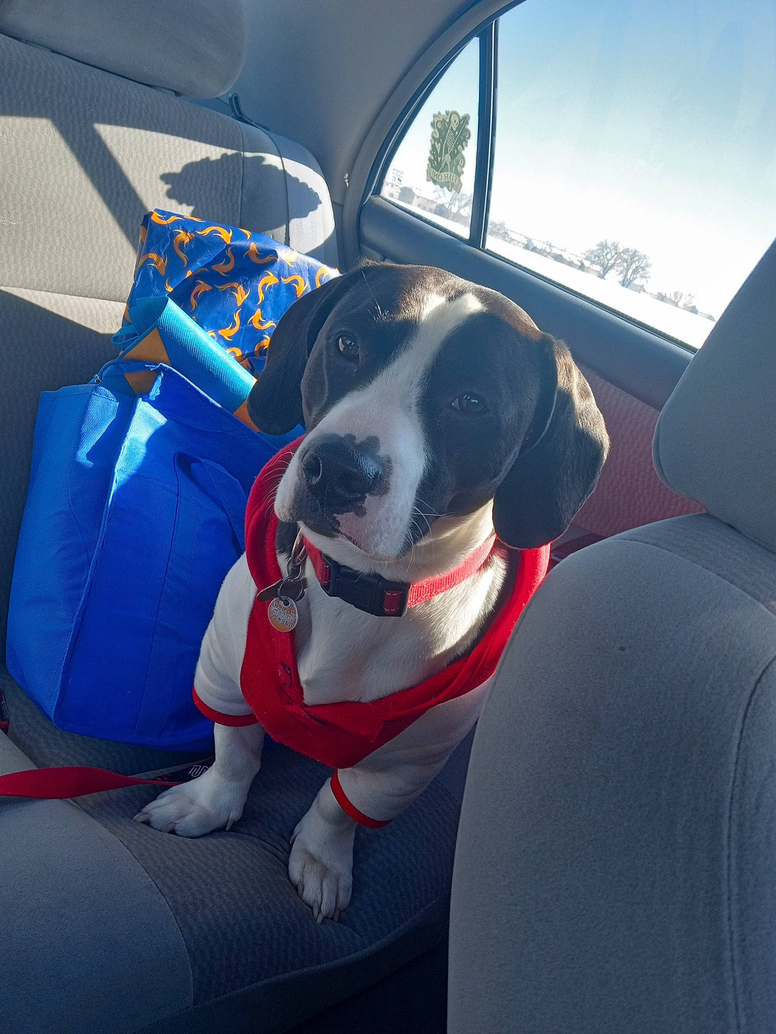Bowser is registered to the contest to win money with this photo: auto_part, automotive_design, automotive_exterior, car, car_seat, car_seat_cover, carnivore, collar, comfort, companion_dog, dog, dog_breed, head_restraint, motor_vehicle, snout, steering_part, steering_wheel, vehicle, vehicle_door, window