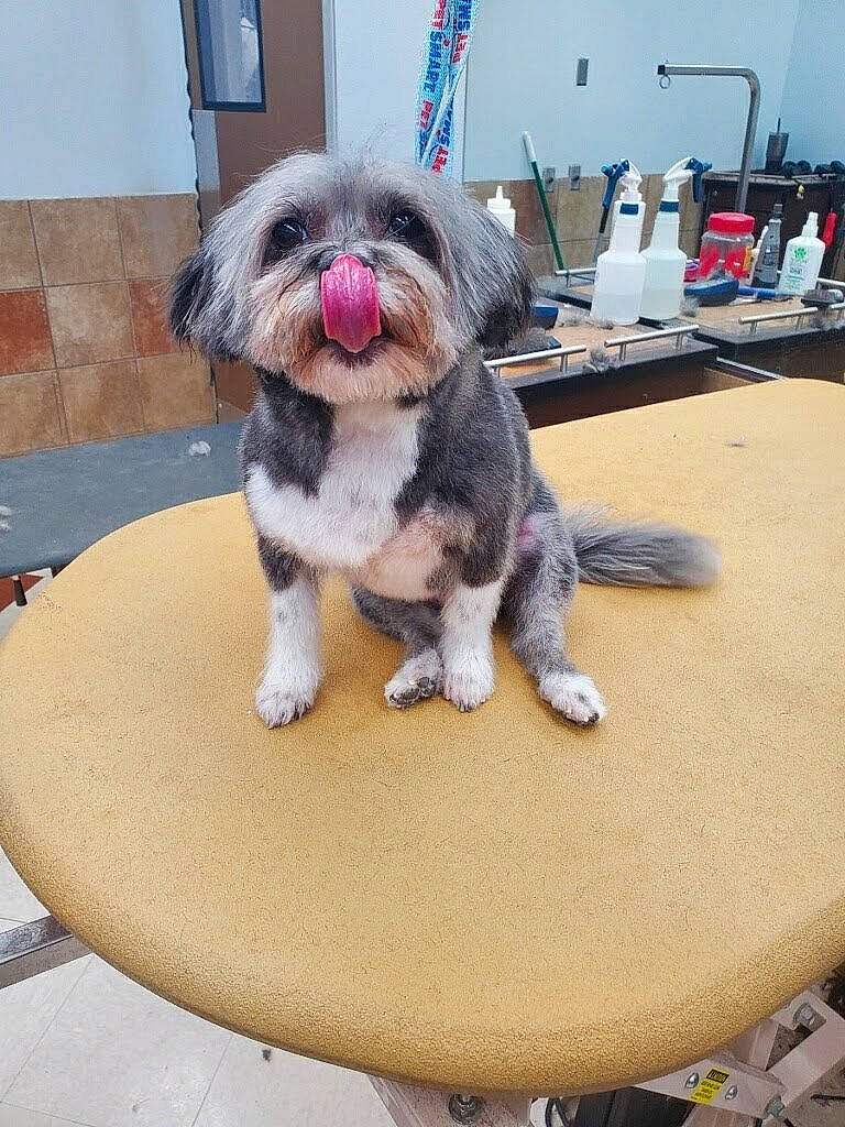 M.j. joined the competition — help win amazing prizes! carnivore, chair, collar, companion_dog, dog, dog_breed, dog_collar, dog_supply, fashion_accessory, fawn, flooring, fur, leash, pet_supply, snout, sporting_group, table, tail, toy_dog, working_animal