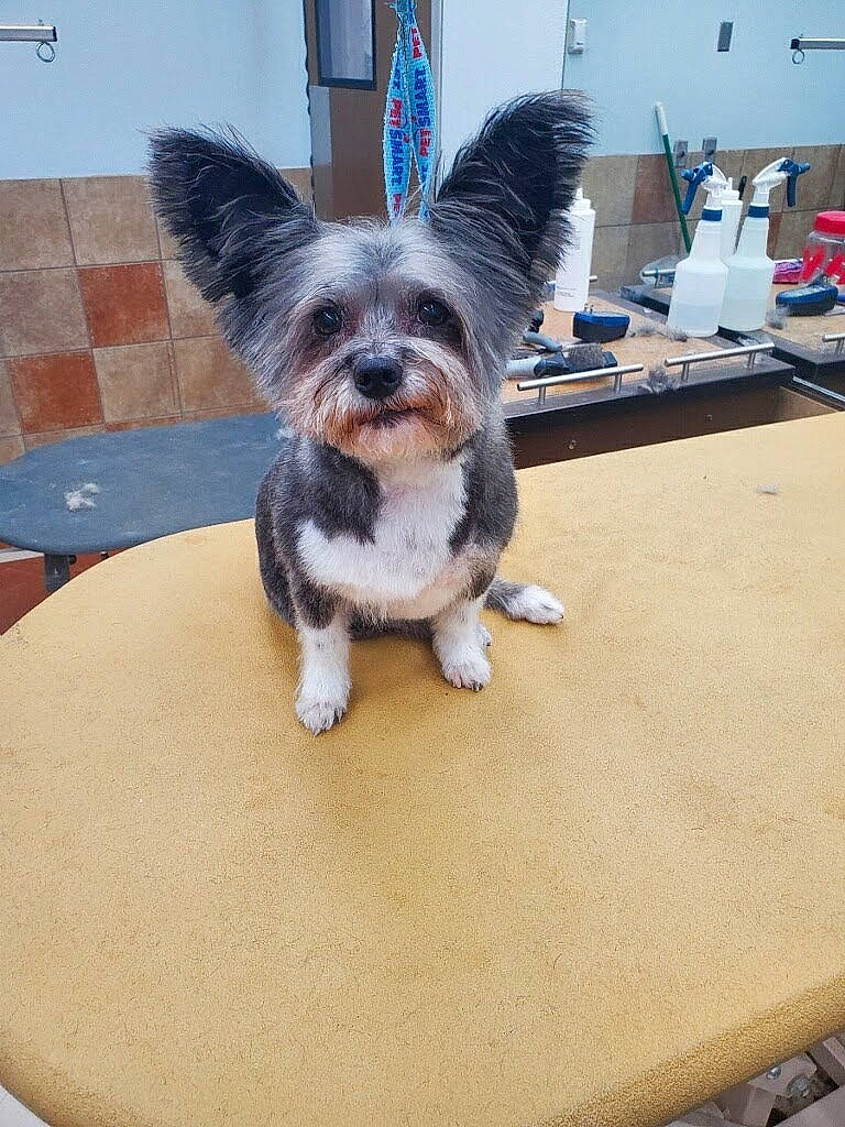 M.j. joined the competition — help win amazing prizes! canidae, carnivore, companion_dog, dog, dog_breed, eye, fawn, flooring, fur, hardwood, papillon, snout, sporting_group, table, tail, terrestrial_animal, toy_dog, whiskers, wing, wood