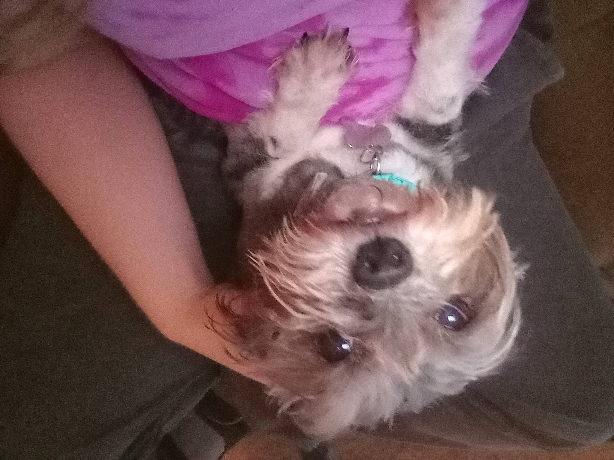 M.j. is registered to the contest to win money with this photo: canidae, carnivore, companion_dog, dog, dog_breed, dog_supply, ear, fashion_accessory, fawn, fur, gesture, paw, pink, schnauzer, small_terrier, snout, sporting_group, terrier, toy_dog, working_animal