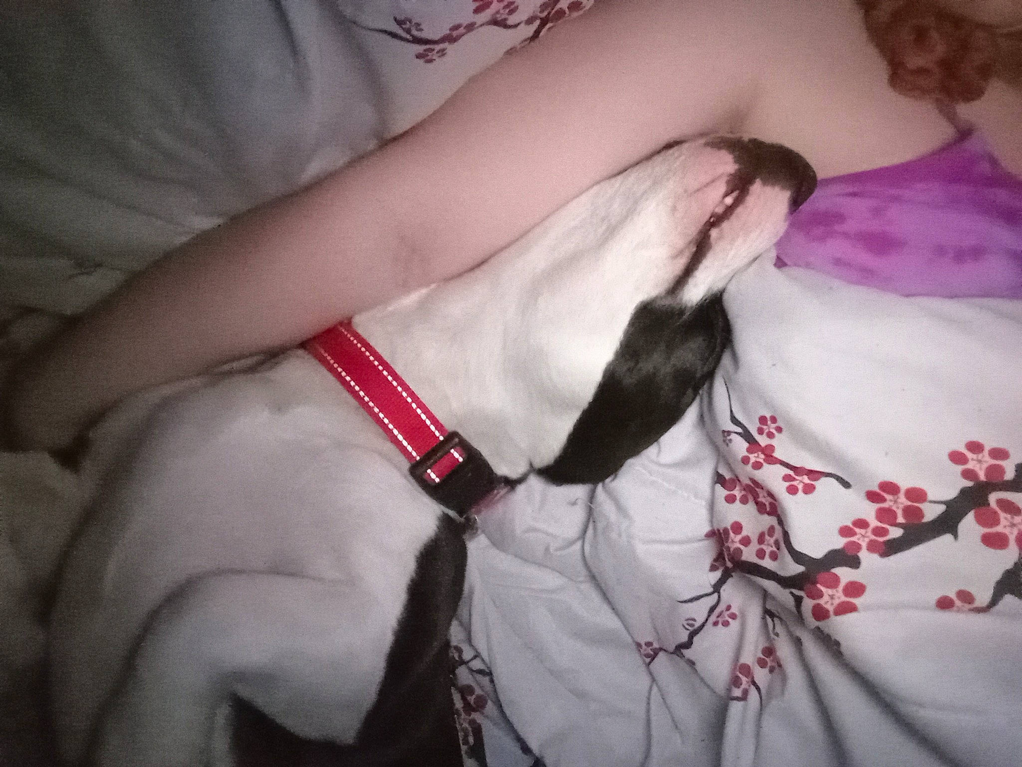 Bowser joined the competition — help win amazing prizes! canidae, carnivore, collar, comfort, companion_dog, dog, dog_breed, dog_collar, fawn, finger, fur, gesture, human_leg, nail, paw, snout, sporting_group, tie, whiskers, wrist