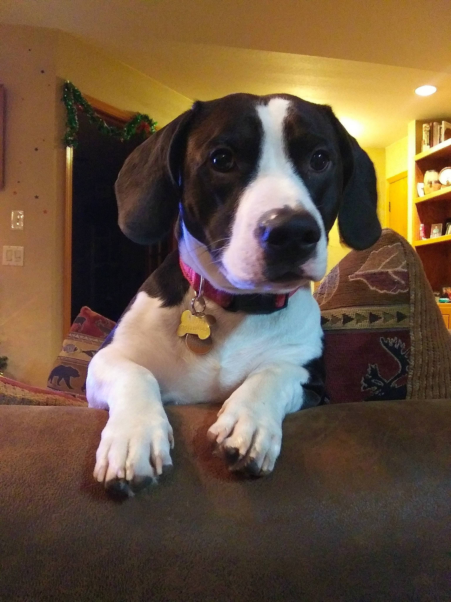 Bowser is registered to the contest to win money with this photo: bookcase, canidae, carnivore, collar, companion_dog, dog, dog_breed, dog_collar, dog_supply, door, fawn, pet_supply, shelf, shelving, snout, sporting_group, whiskers, working_animal, working_dog