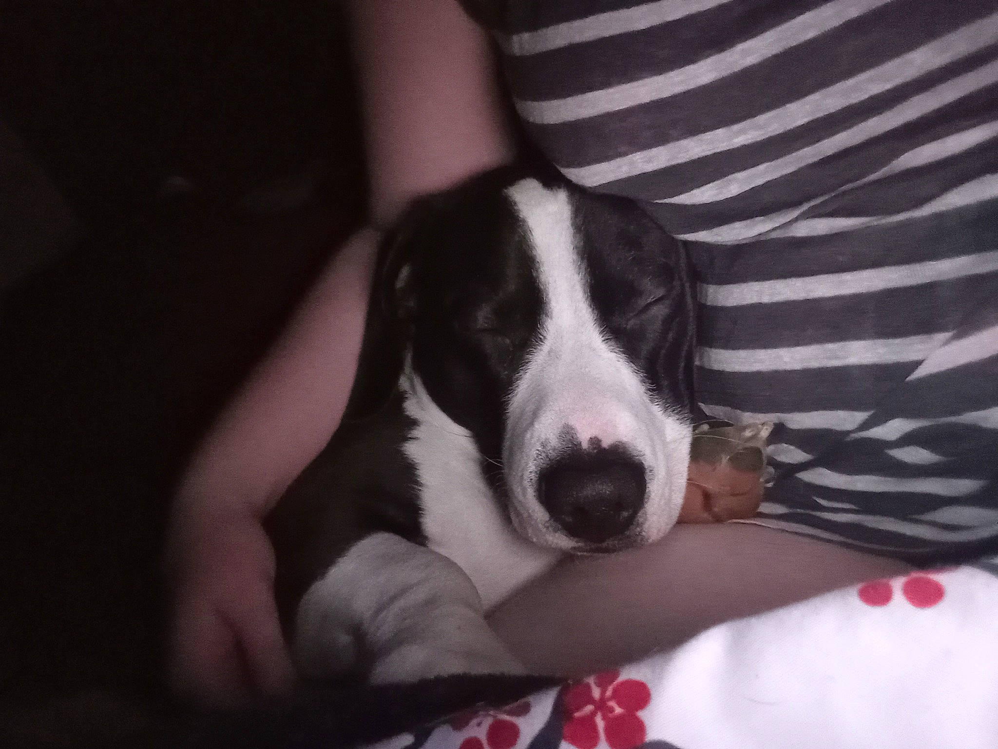 Bowser joined the competition — help win amazing prizes! canidae, carnivore, comfort, companion_dog, dog, dog_breed, fur, human_leg, non_sporting_group, pattern, paw, puppy, snout, sporting_group, whiskers, working_animal