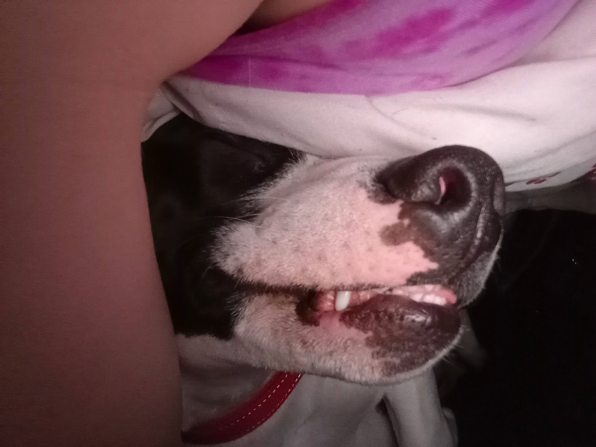 Bowser is registered to the contest to win money with this photo: canidae, carnivore, comfort, companion_dog, dog, dog_breed, ear, eye, eyelash, fang, fawn, fur, jaw, paw, pink, snout, sporting_group, vertebrate, whiskers, working_animal