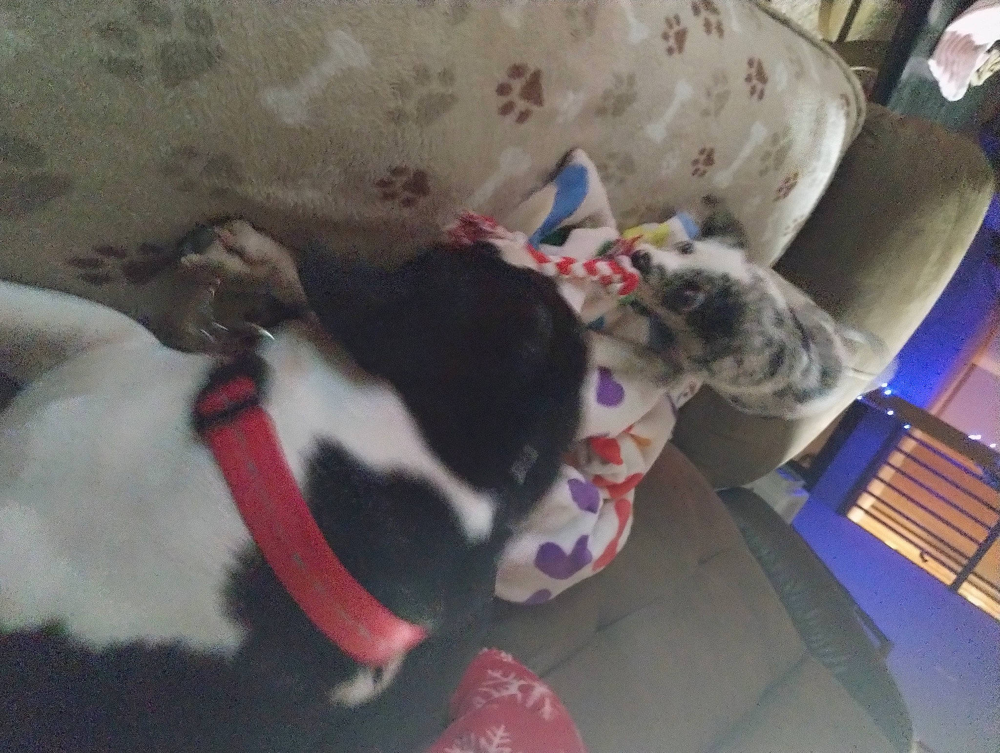 Gracie is registered to the contest to win money with this photo: canidae, carmine, carnivore, cat, comfort, companion_dog, couch, dog_breed, felidae, flooring, fur, linens, living_room, room, small_to_medium_sized_cats, sporting_group, tail, tree, vertebrate, whiskers