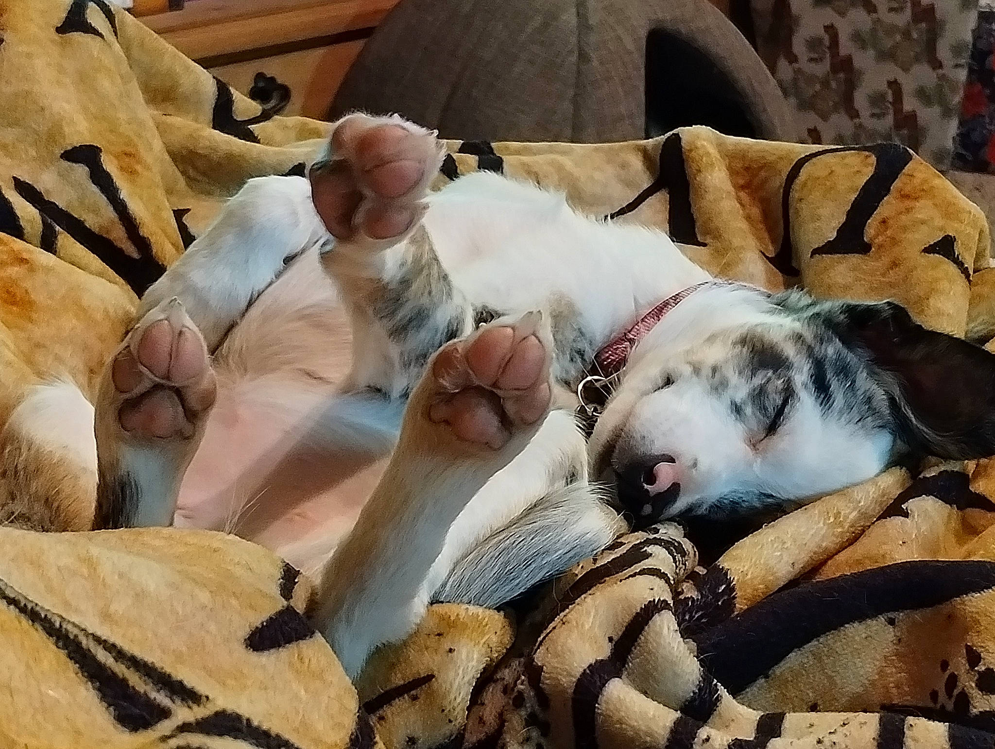 Gracie joined the competition — help win amazing prizes! bed_sheet, bedding, canidae, carnivore, comfort, companion_dog, couch, dog, dog_breed, fawn, felidae, flooring, fur, linens, nap, paw, small_to_medium_sized_cats, sporting_group, whiskers, wood